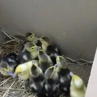 بچه اردک اسرائیلی|حیوانات مزرعه|لولمان, |دیوار