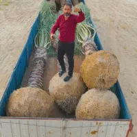 نخل پالم فونیکس برای پروژ فضای