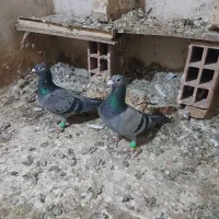 گمشده جفت سبز|حیوانات|بجنورد, |دیوار