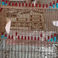 سهره نر دوساله