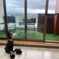 اجاره آپارتمان فول فرنیش در سرخرود|اجارهٔ آپارتمان|سرخرود, |دیوار