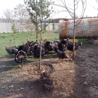 بوقلمون محلی