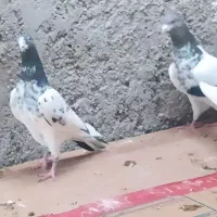 تعدادکبوتر سبز و دوتا شیخ پاکستانی|پرنده|خورموج, |دیوار