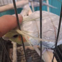 عروس هلندی مرواریدی نر