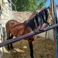 فروش اسب دره شوری