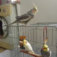 عروس هلندی تکی و با هم