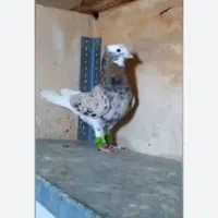 کفتر بهبهانی.عکس نمایشی است