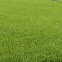 بذر شالی دمسیاه درجه یک
