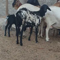 بره گوسفند میش برشن ماده|حیوانات مزرعه|بندرلنگه, |دیوار