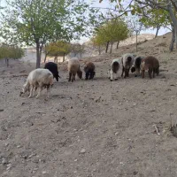 میش