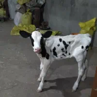 کارگر ماهر برای گاوداری