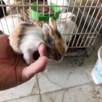خرگوش
