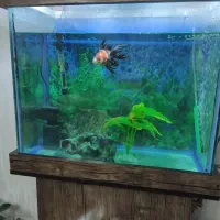 اکواریوم 100 لیتری