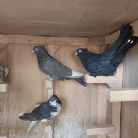 ماده سیاه. سینه. شهری . کله.