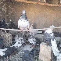 کبوتر کاشانی|پرنده|اصفهان, شهرک قدس|دیوار