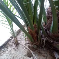 پاجوش نخل برهی درجه یک