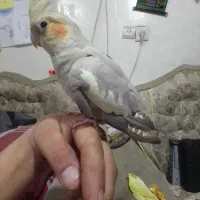 عروس هلندی ماده دستی