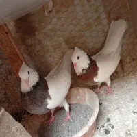 کفتر