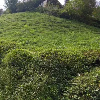 یک-هکتار-باغ-چای-مرغوب-در-روستای-توریستی-سطلسر