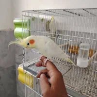 عروس هلندی|پرنده|بیرجند, |دیوار