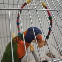 طوطی لری رنگین کمانی