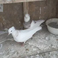 طوقی|پرنده|گرگان, |دیوار