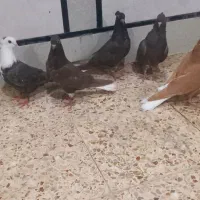 جوجه رنگی