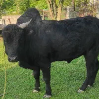 ورزا گاو نر