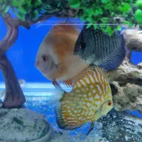 دیسکس|ماهی|خرمآباد, |دیوار