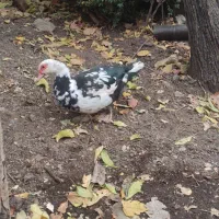 غازو اردک وخروس|حیوانات مزرعه|تهران, حکیمیه|دیوار