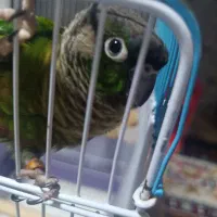 طوطی گرینچیک نر