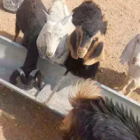 کهره نر