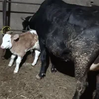 گاو|حیوانات مزرعه|مهربان, |دیوار