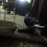 کبوتر|پرنده|کردکوی, |دیوار