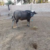 گاومیش نر|حیوانات مزرعه|کارون, |دیوار