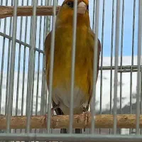 سهره قناری اصل مقوم تهران