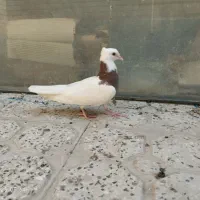 طوقی|پرنده|اصفهان, سودان|دیوار