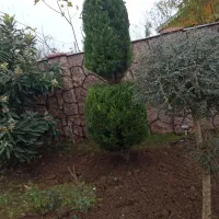 باغبانی و فضای سبز|خدمات باغبانی و درختکاری|صومعه‌سرا, |دیوار