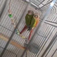 گرینچیک آناناسی مولد تضمینی|پرنده|تبریز, |دیوار