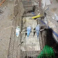 مرغ عشق  فروشی یا معاوضه با مرغ تخم گذار