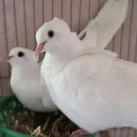 بنام خالق پرندگان|پرنده|تفت, |دیوار