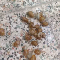 حلزون|خزنده|اهواز, پردیس|دیوار