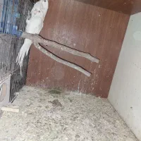 عروس البینو