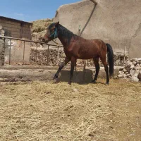 اسب|اسب و تجهیزات اسب‌سواری|تبریز, |دیوار