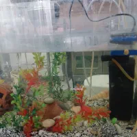 آکواریوم به همراه تمامی لوازم۱میلیون و۱۳۵۰