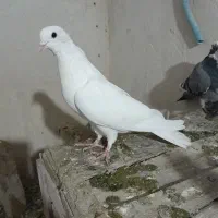 تعدادی کبوتر پرشی تضمینی.پلاکی.دوتا قره لوتی