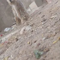 سگ پا کوتاه|سگ|قزوین, |دیوار