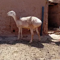 یک عدد بره قوچی فروشی