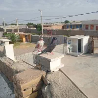 کبوتر زاغ
