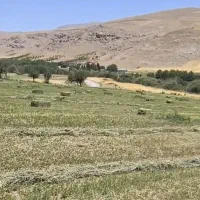 یونجه گندم جو باقالی|عمدهفروشی|بیرانوند, |دیوار